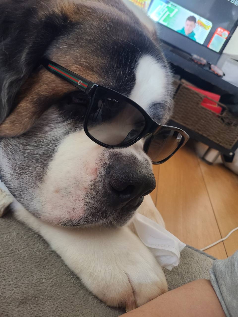 セントバーナード